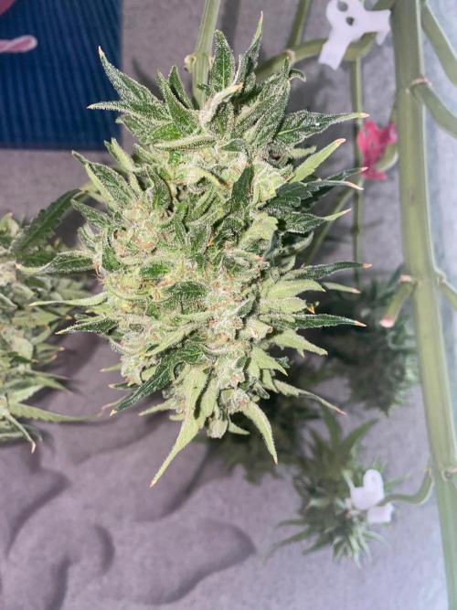 Runtz f1 in a cube. Week 12