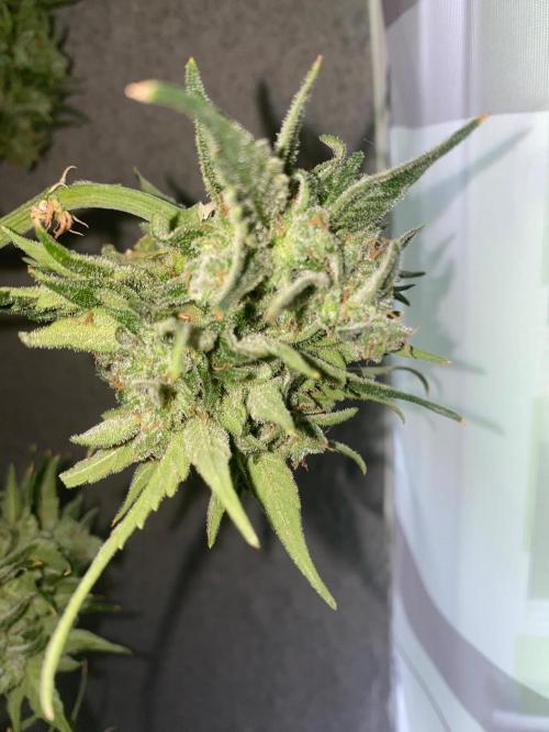 Runtz f1 in a cube. Week 12