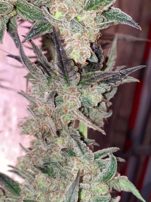 Super Boof by someone other. Week 13