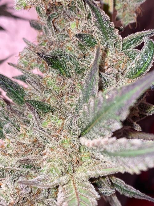 Super Boof by someone other. Week 13