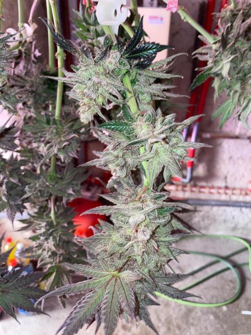 Super Boof by someone other. Week 13