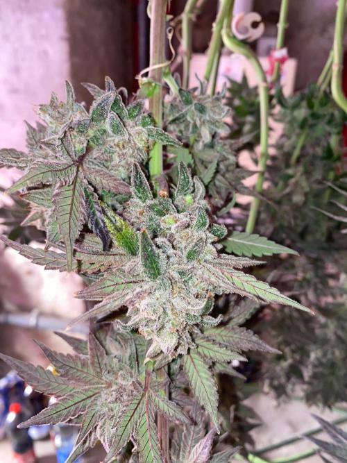 Super Boof by someone other. Week 13