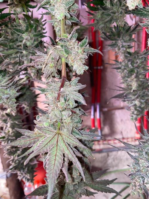 Super Boof by someone other. Week 13