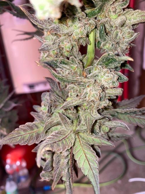 Super Boof by someone other. Week 13