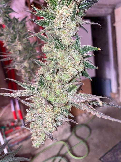Super Boof by someone other. Week 13