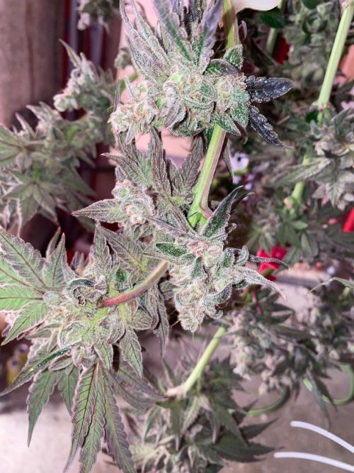 Super Boof by someone other. Week 13