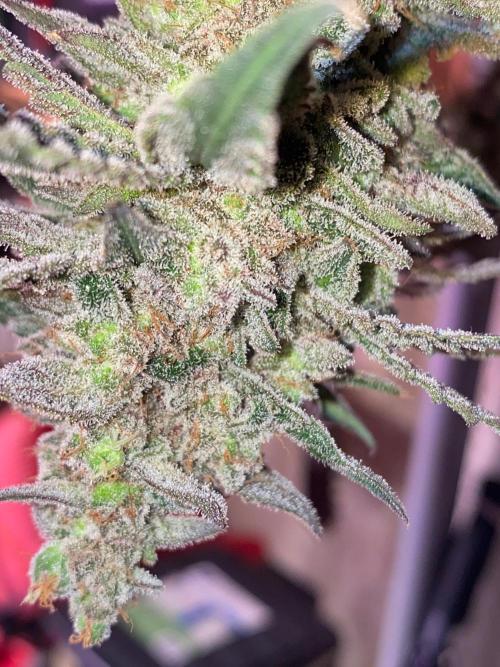 Super Boof by someone other. Week 13