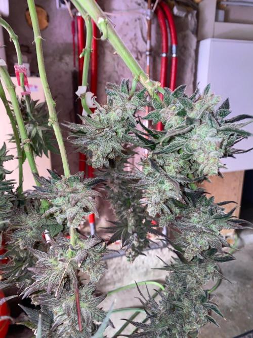 Super Boof by someone other. Week 13