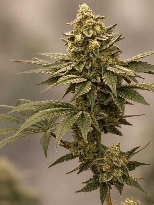 Super Boof by someone other. Week 13