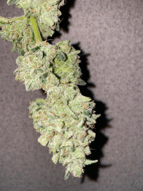 Super Boof by someone other. Week 13