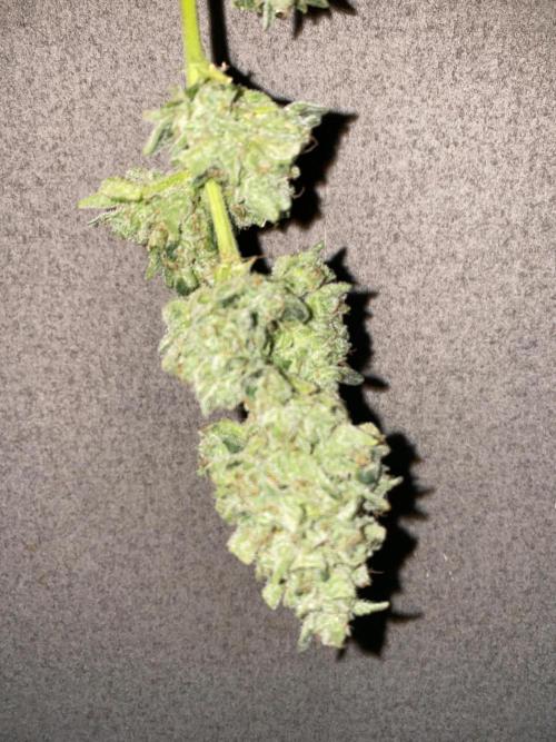 Super Boof by someone other. Week 13