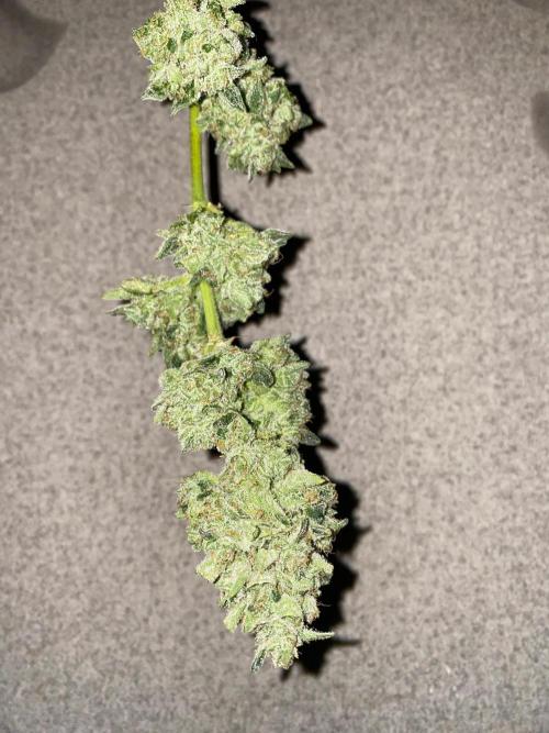 Super Boof by someone other. Week 13