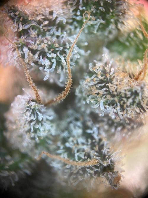 Super Boof. Week 13