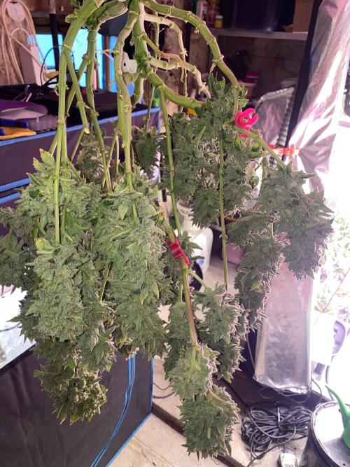 Super Boof by someone other. Week 13