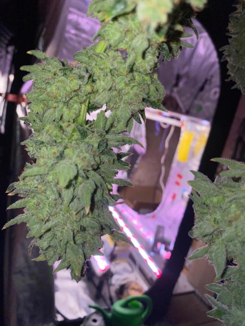 Super Boof by someone other. Week 13