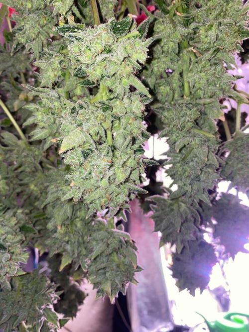 Super Boof by someone other. Week 13