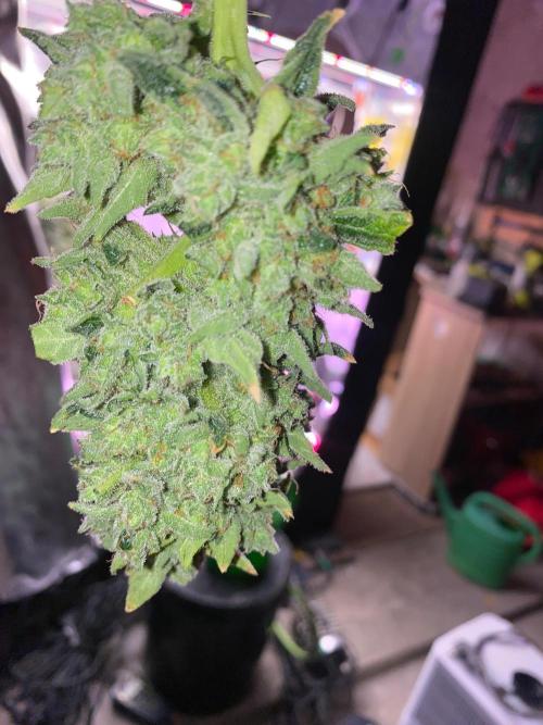 Super Boof by someone other. Week 13