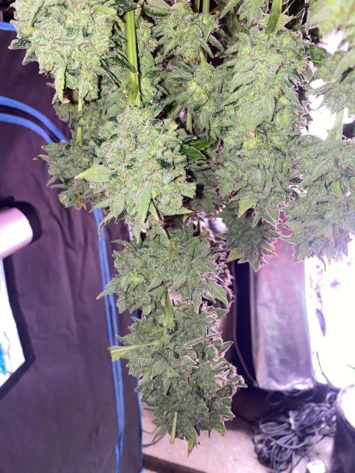 Super Boof by someone other. Week 13