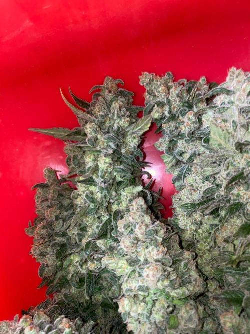 La Kush Cake. Week 13