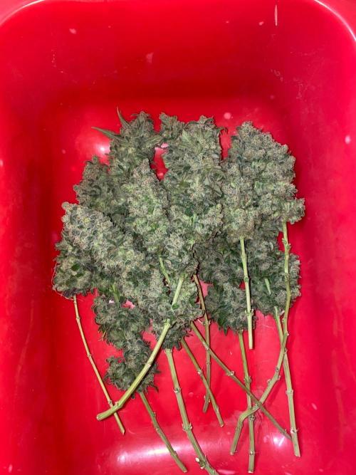 La Kush Cake. Week 13