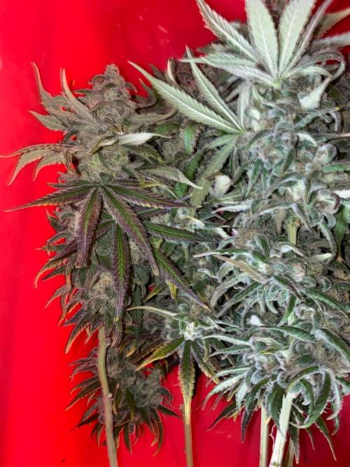 La Kush Cake. Week 13