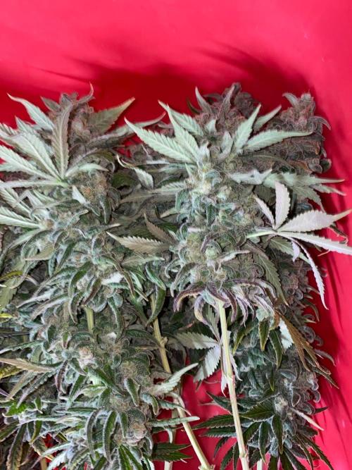 La Kush Cake. Week 13