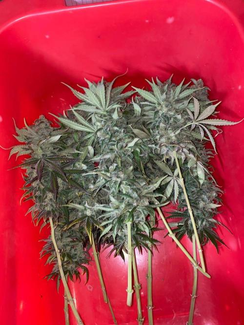 La Kush Cake. Week 13
