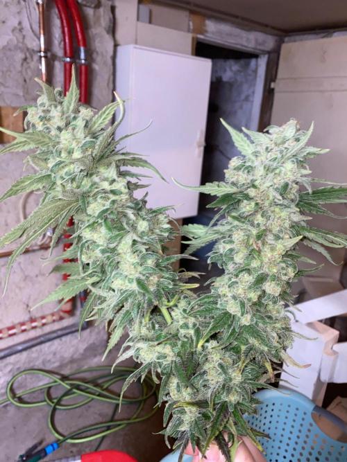 La Kush Cake. Week 13