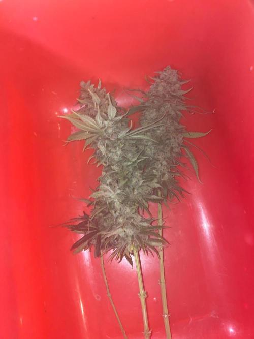 La Kush Cake. Week 13