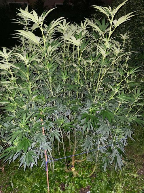 Dante’s Inferno Outdoor 2026. Week 17