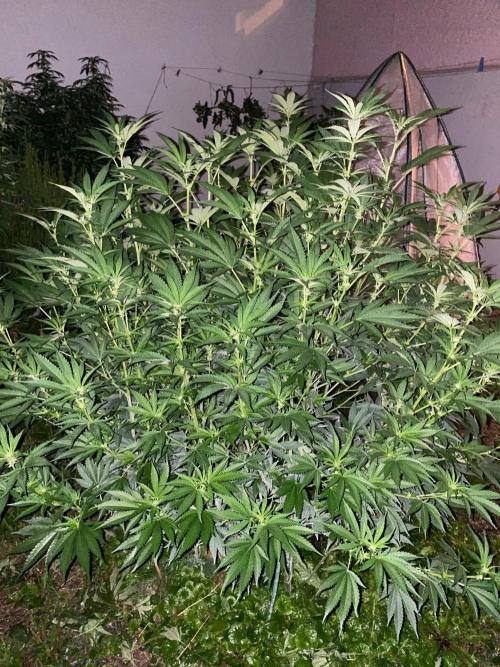 Dante’s Inferno Outdoor 2026. Week 17