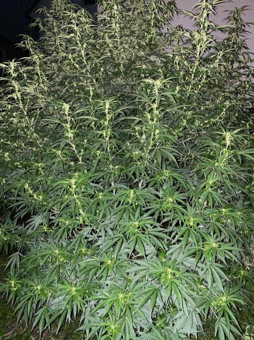 Chimera cut. Week 18