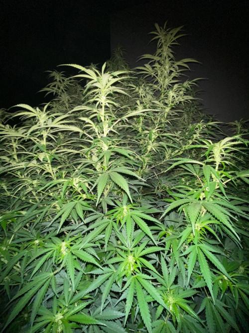 Chimera cut. Week 18