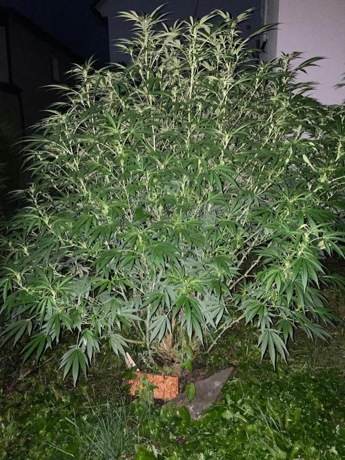 Perma Outdoor. Week 21