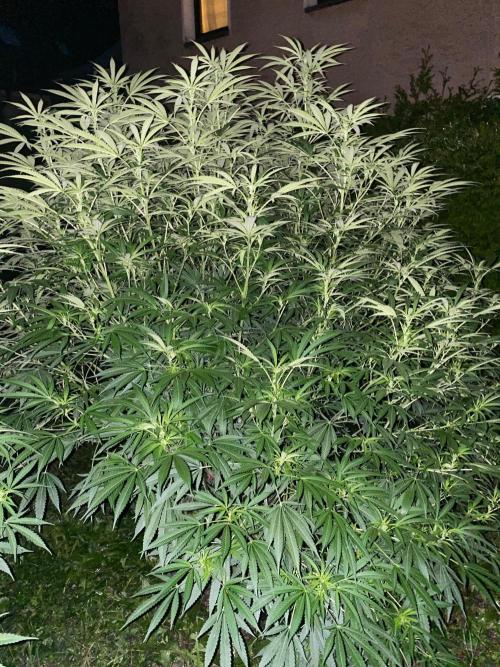 Perma Outdoor. Week 21