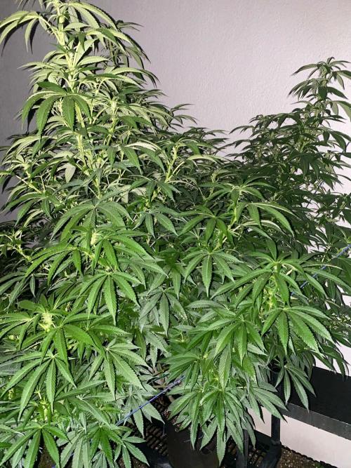 Vanilla?. Week 19