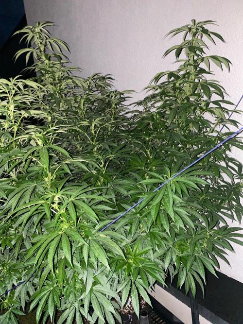 Vanilla?. Week 19