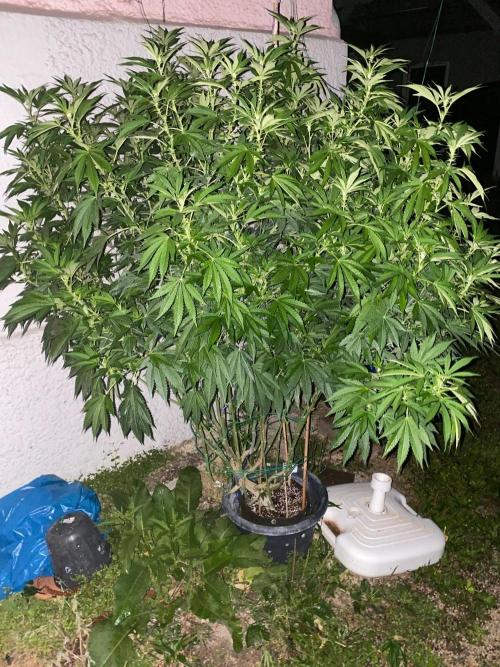 Bananaconda. Week 22