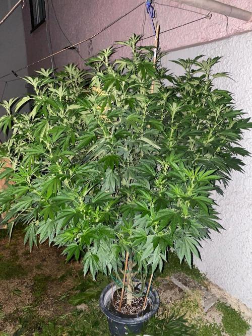 Bananaconda. Week 22