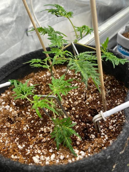 Frostys purple Freak cut. Week 2