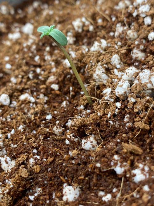 Lemon 🥧. Week 1