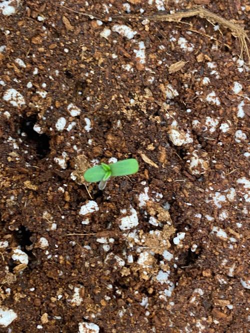 Lemon 🥧. Week 1