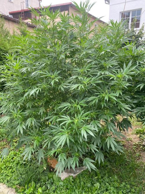 Chimera cut. Week 19