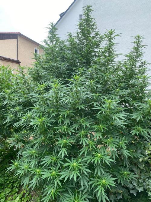 Chimera cut. Week 19