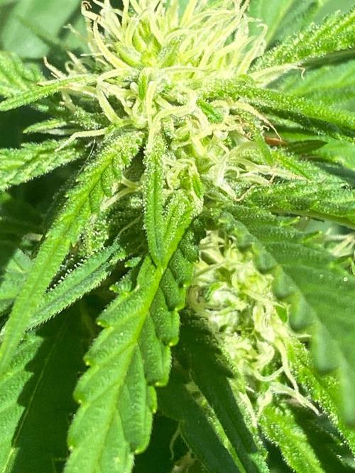 Chimera cut. Week 20