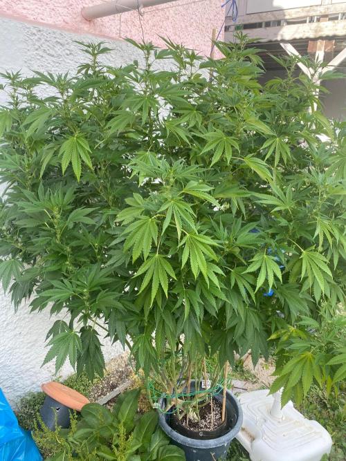 Bananaconda. Week 23