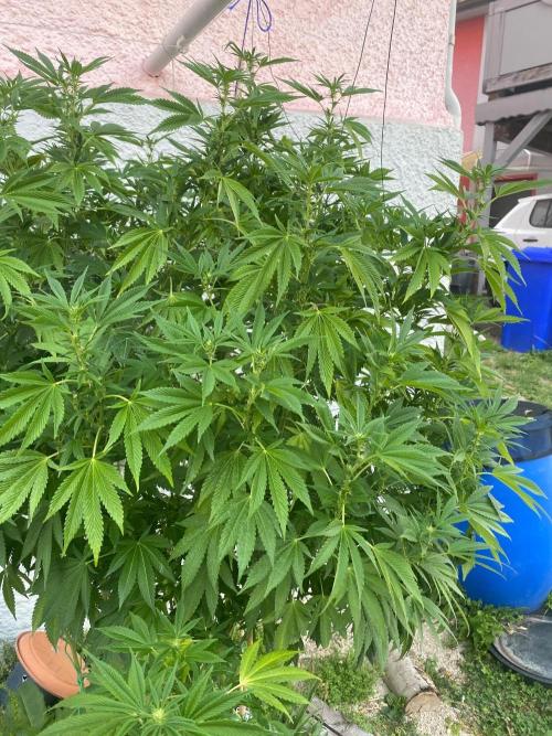 Bananaconda. Week 23
