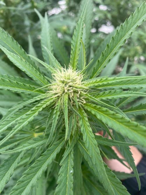 Chimera cut. Week 21