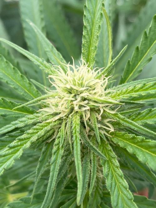 Chimera cut. Week 21