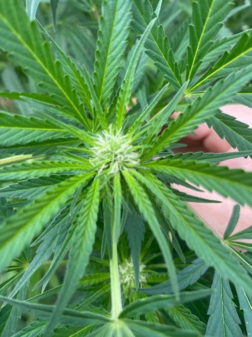 Perma Outdoor. Week 22